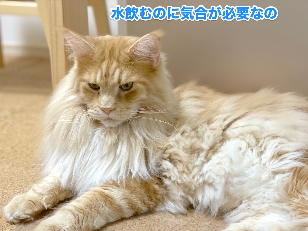 f:id:chikojirou:20200811204732j:plain