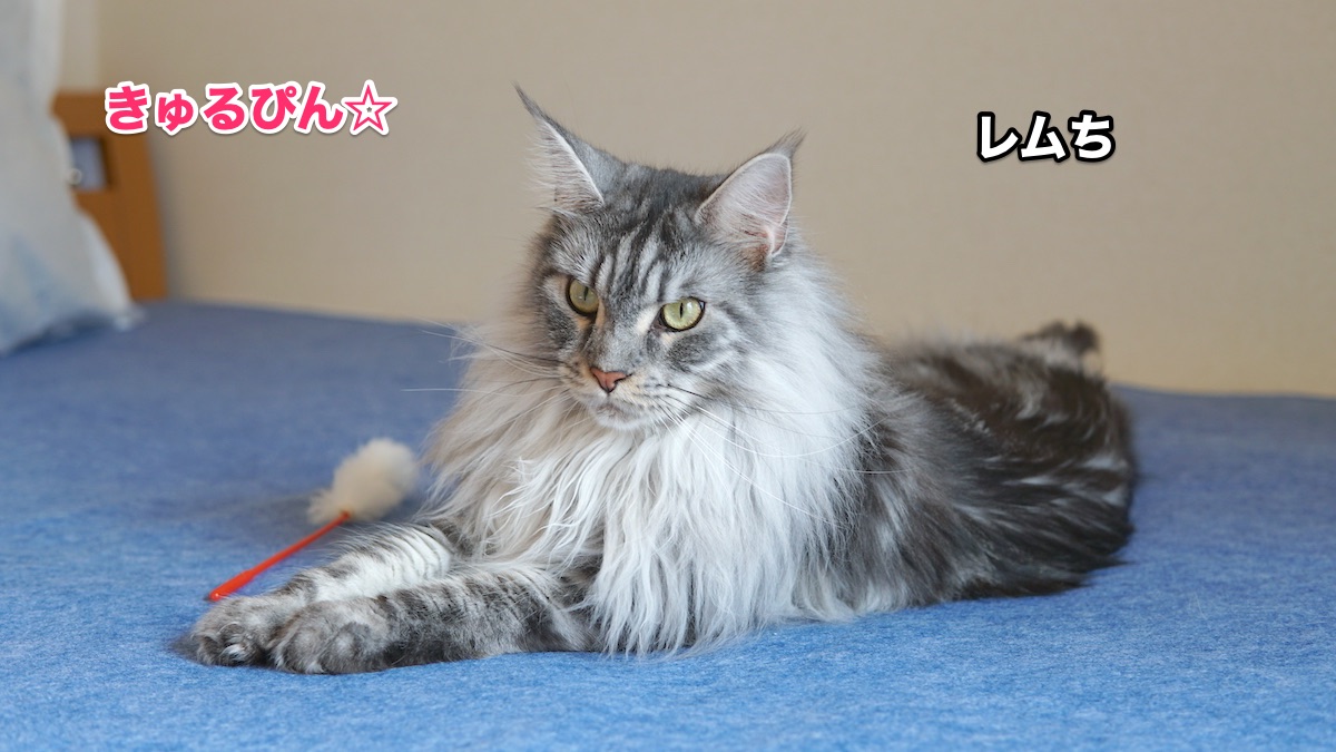f:id:chikojirou:20200813192951j:plain