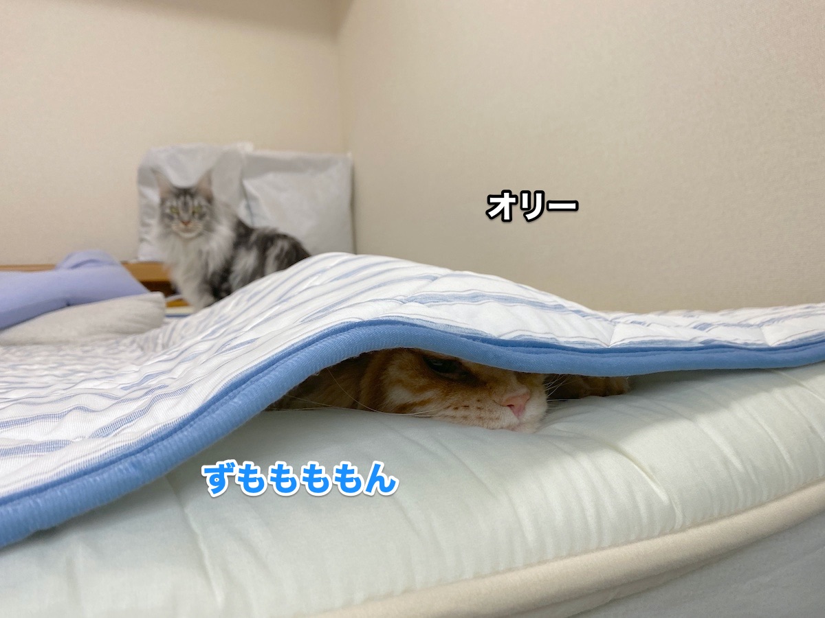f:id:chikojirou:20200813193008j:plain