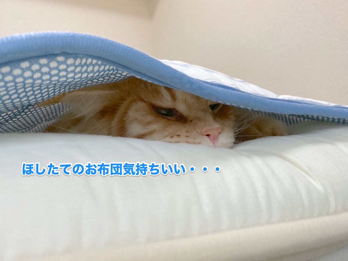 f:id:chikojirou:20200813193013j:plain