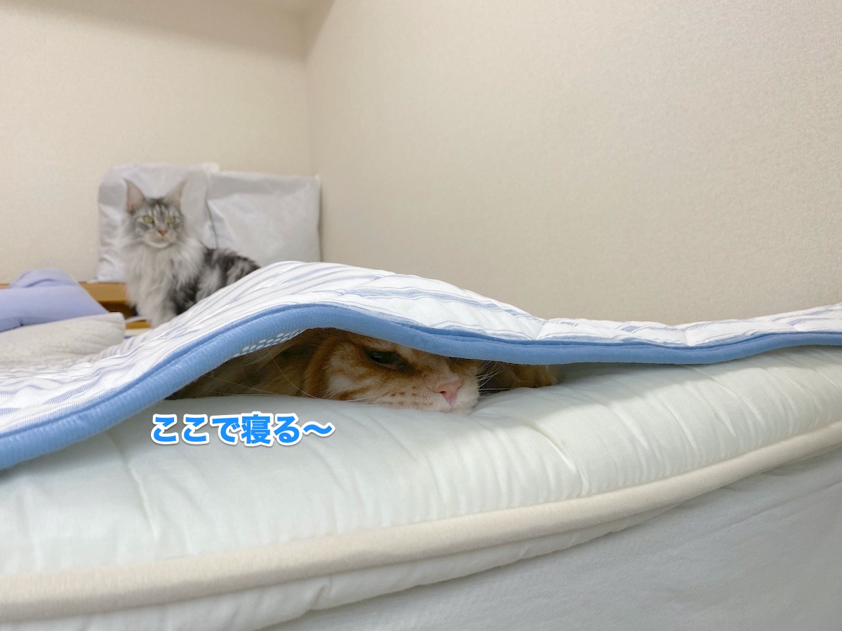 f:id:chikojirou:20200813193016j:plain