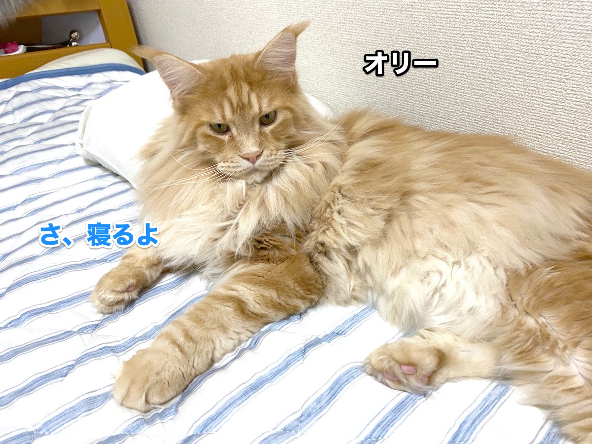 f:id:chikojirou:20200814203013j:plain