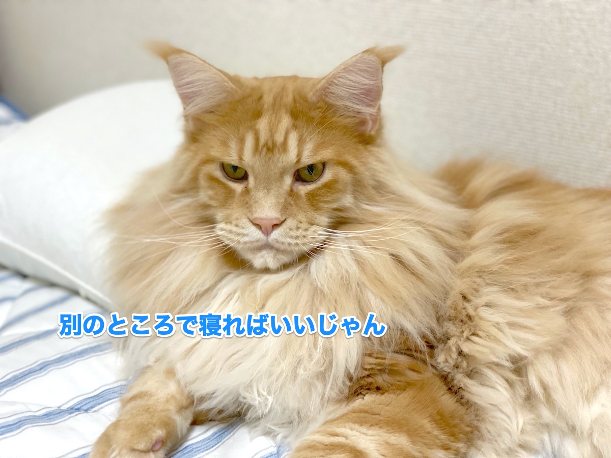 f:id:chikojirou:20200814203017j:plain
