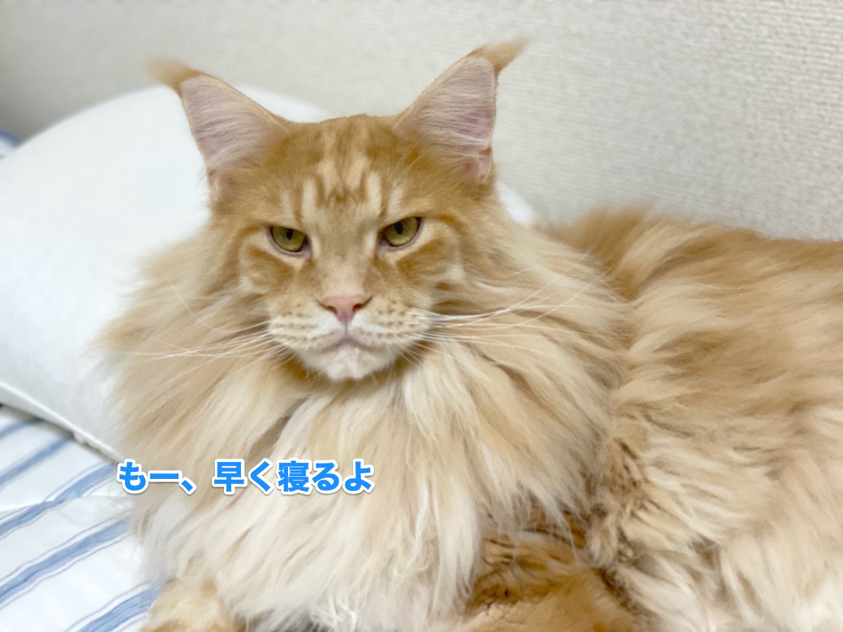 f:id:chikojirou:20200814203021j:plain