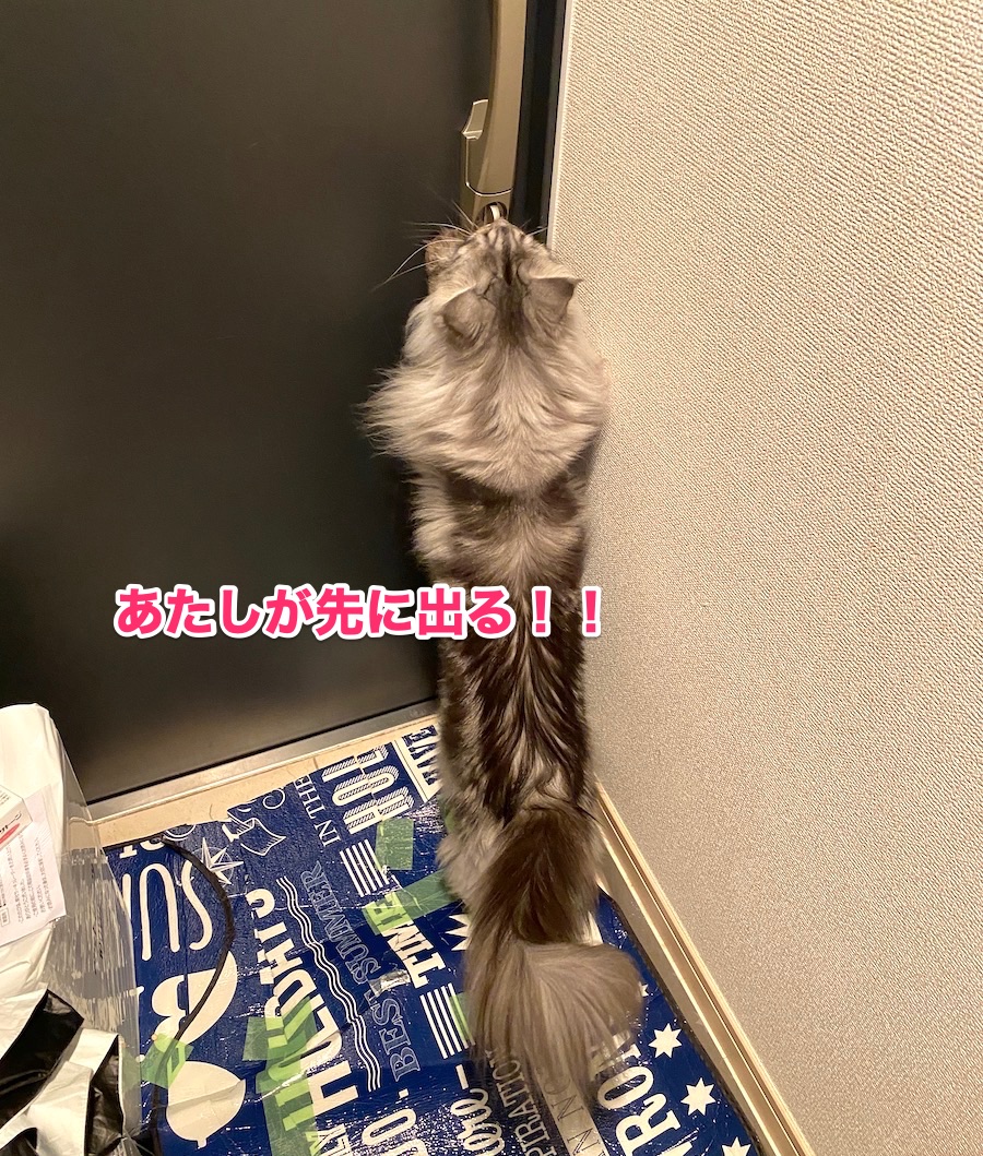 f:id:chikojirou:20200814203033j:plain