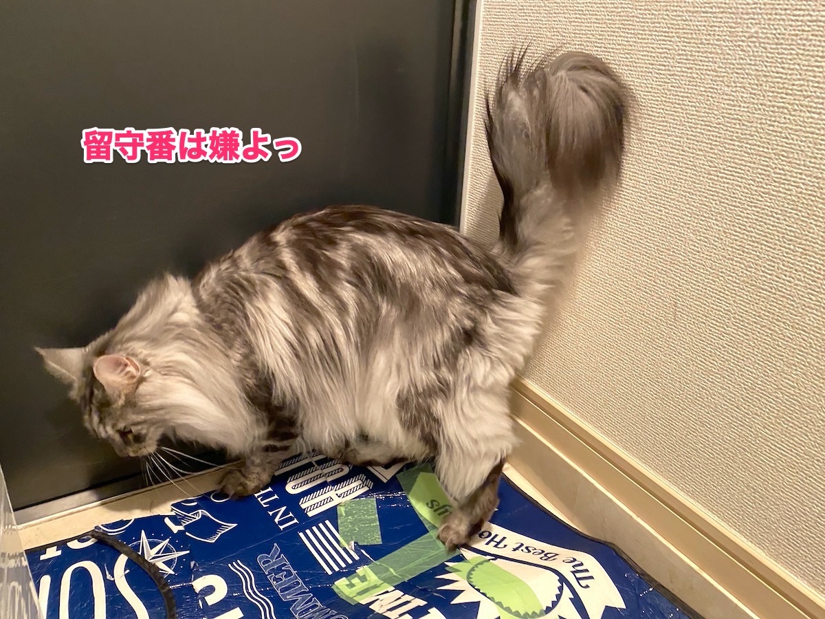 f:id:chikojirou:20200814203036j:plain