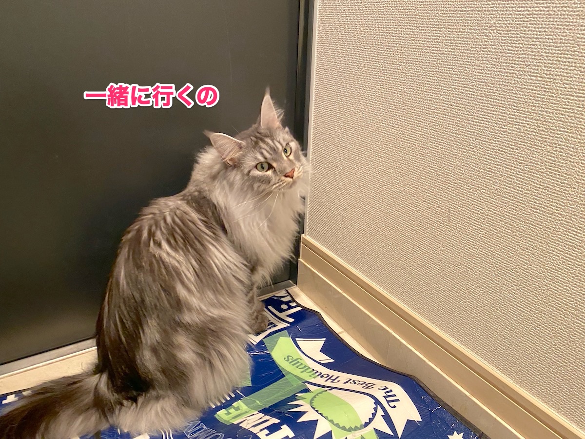 f:id:chikojirou:20200814203040j:plain