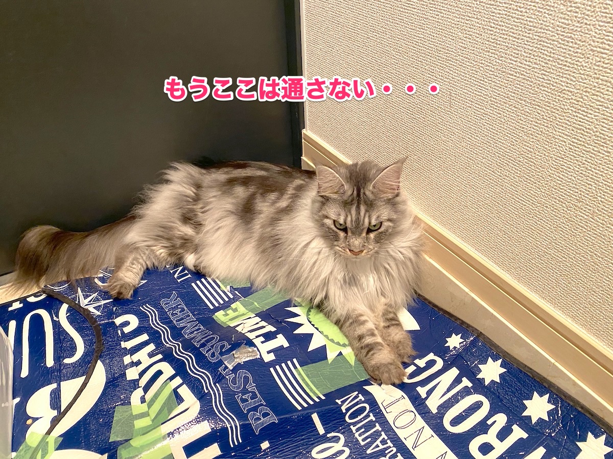 f:id:chikojirou:20200814203047j:plain