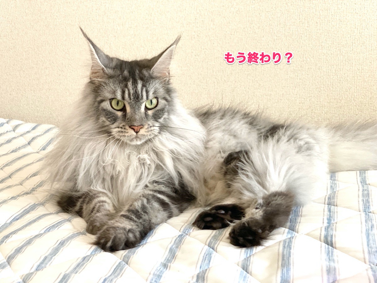 f:id:chikojirou:20200817202728j:plain