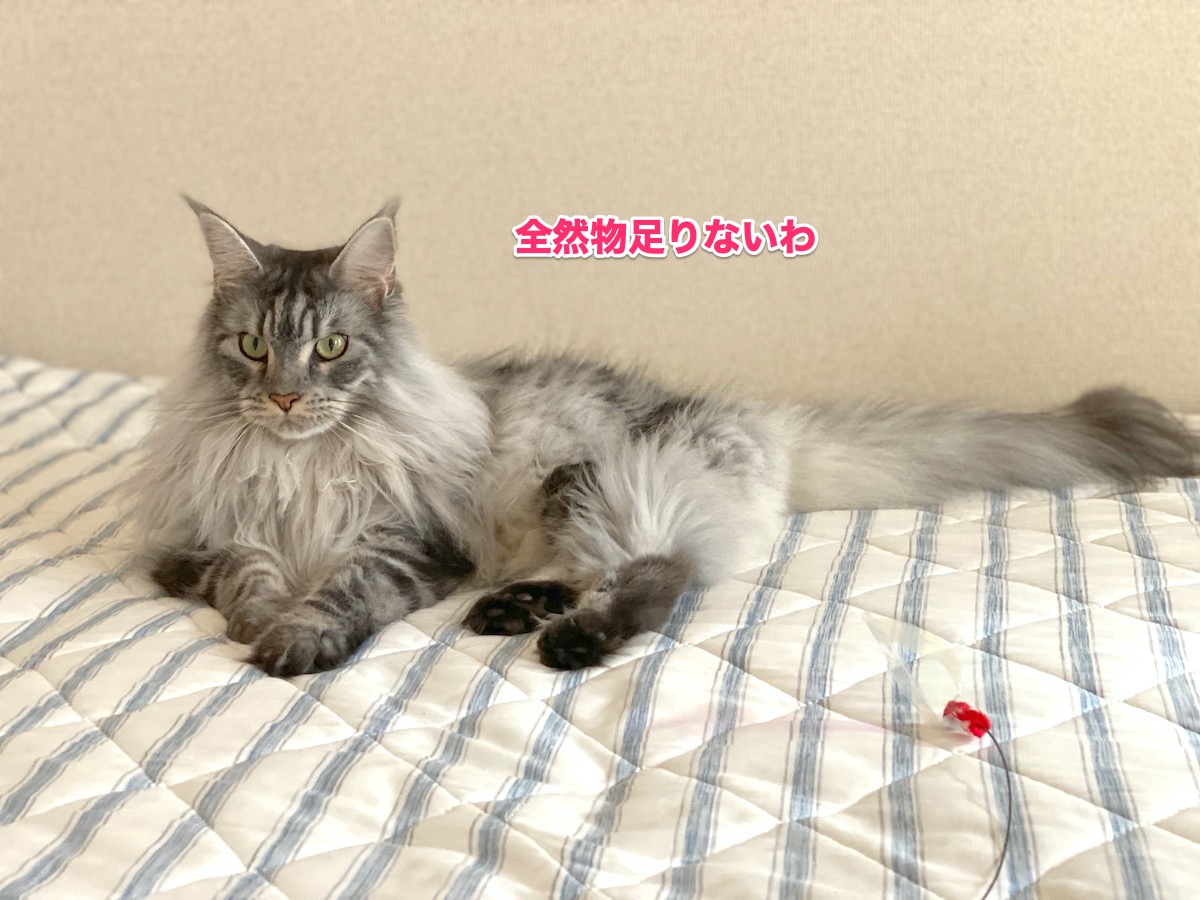 f:id:chikojirou:20200817202732j:plain