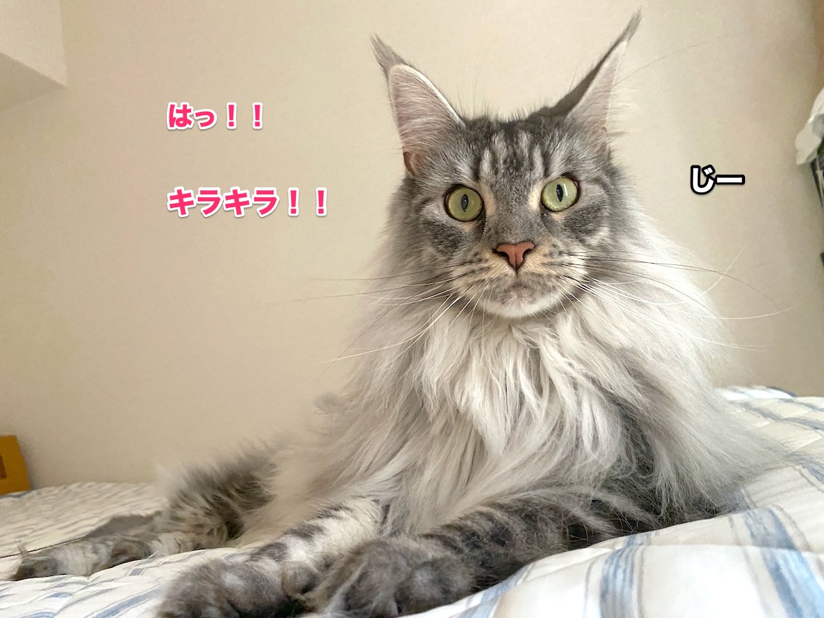 f:id:chikojirou:20200817202738j:plain