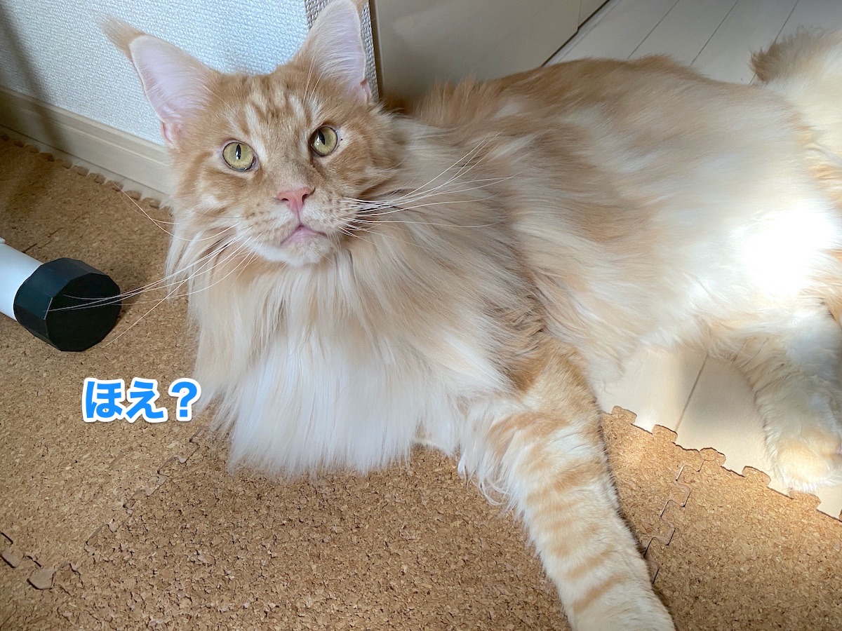 f:id:chikojirou:20200817202742j:plain