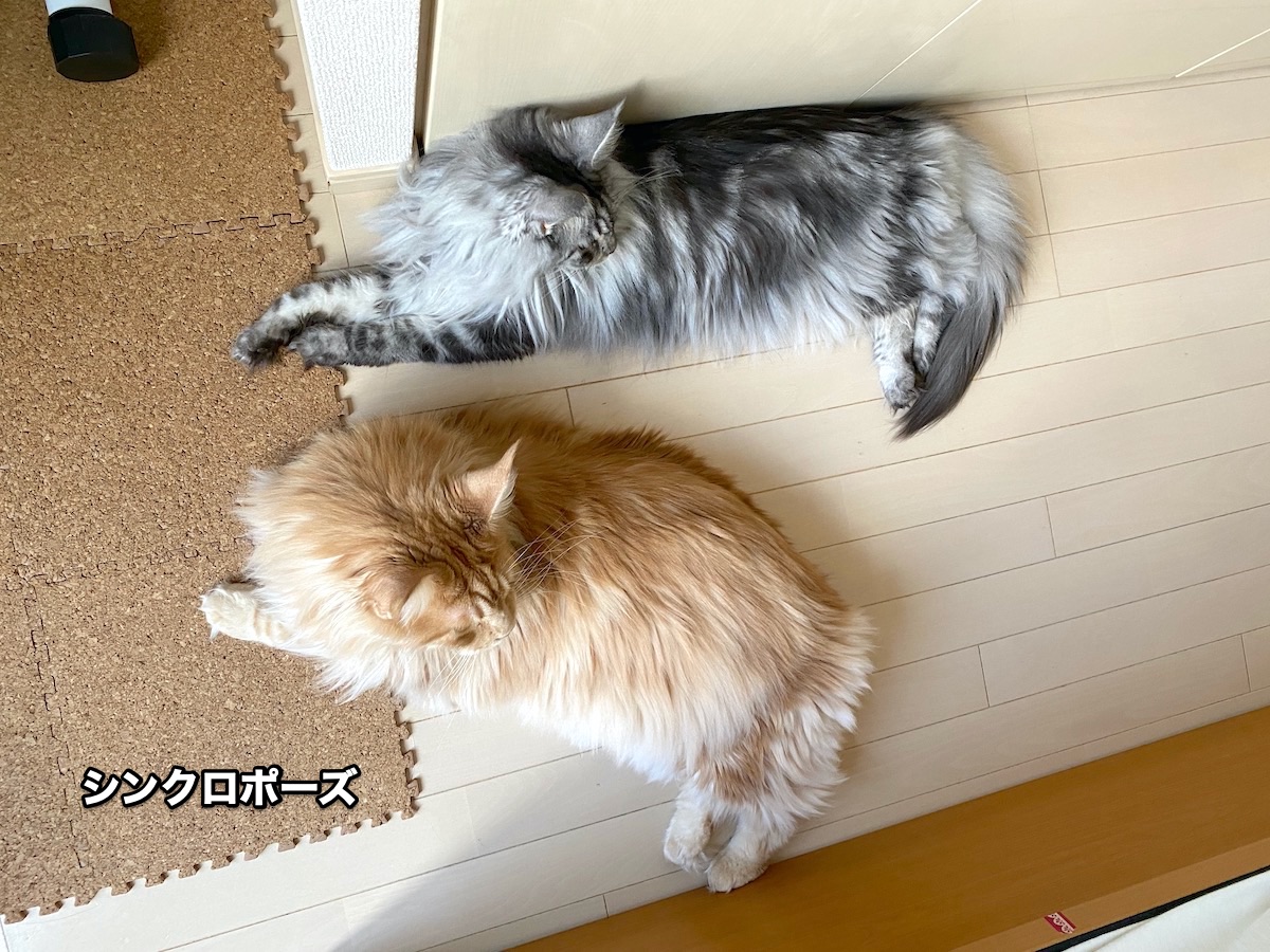 f:id:chikojirou:20200817202745j:plain