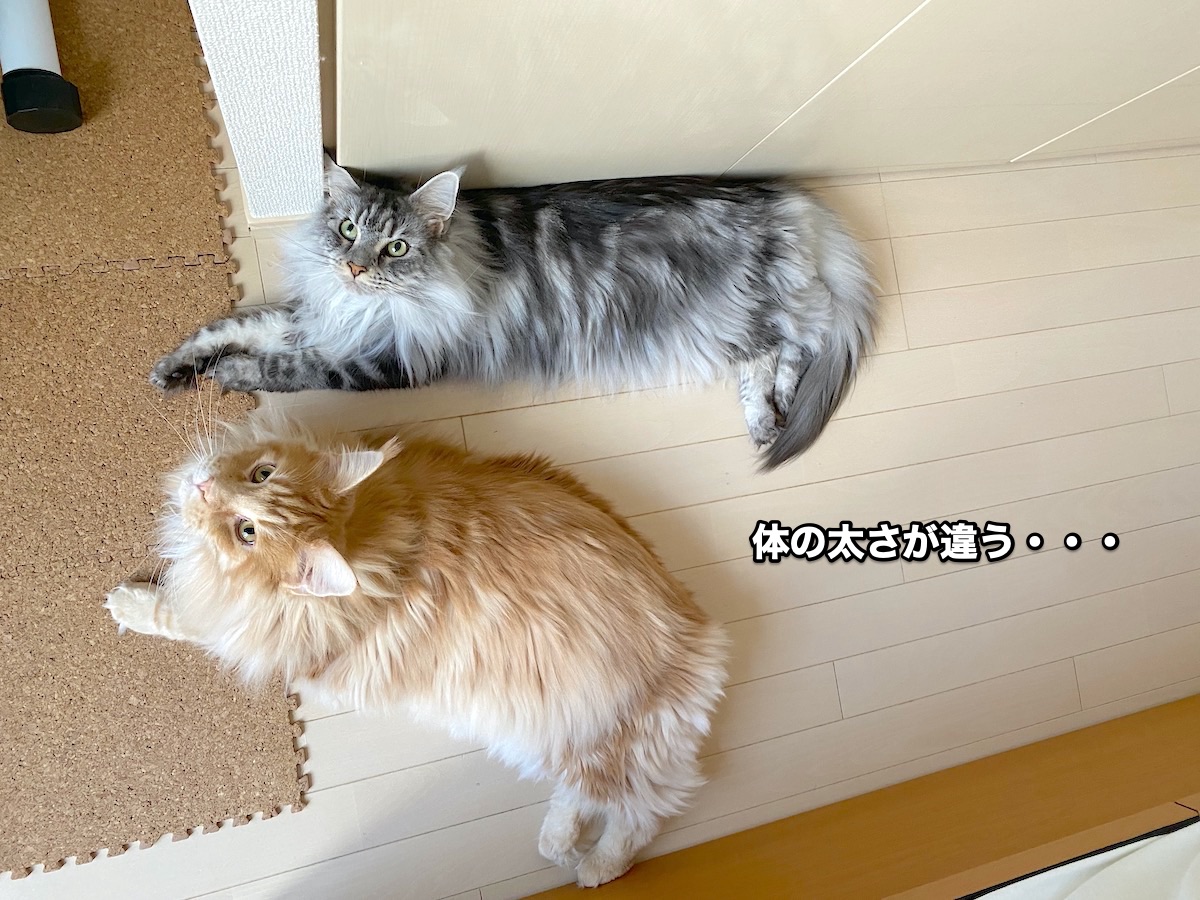 f:id:chikojirou:20200817202749j:plain