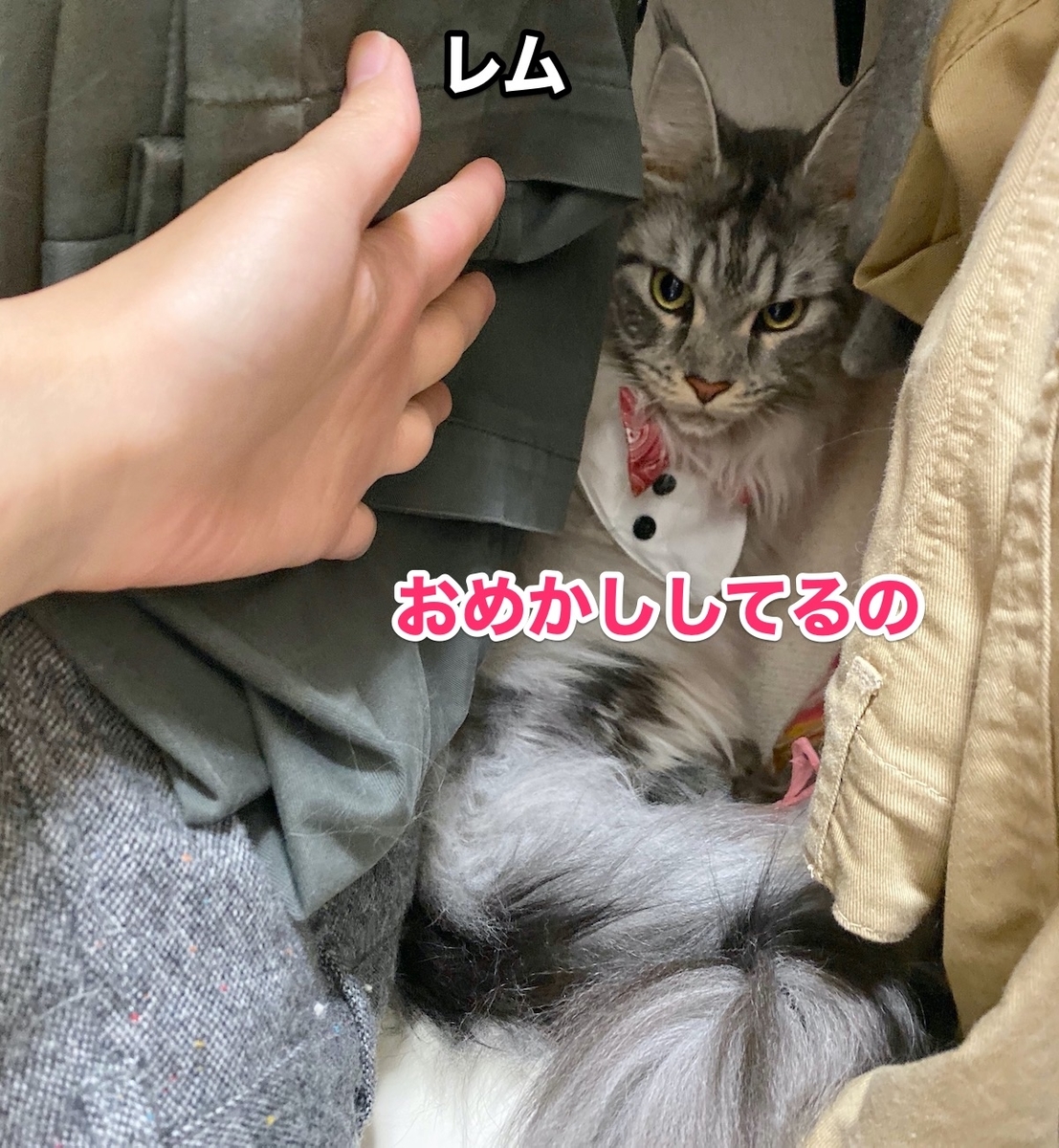 f:id:chikojirou:20200818194917j:plain