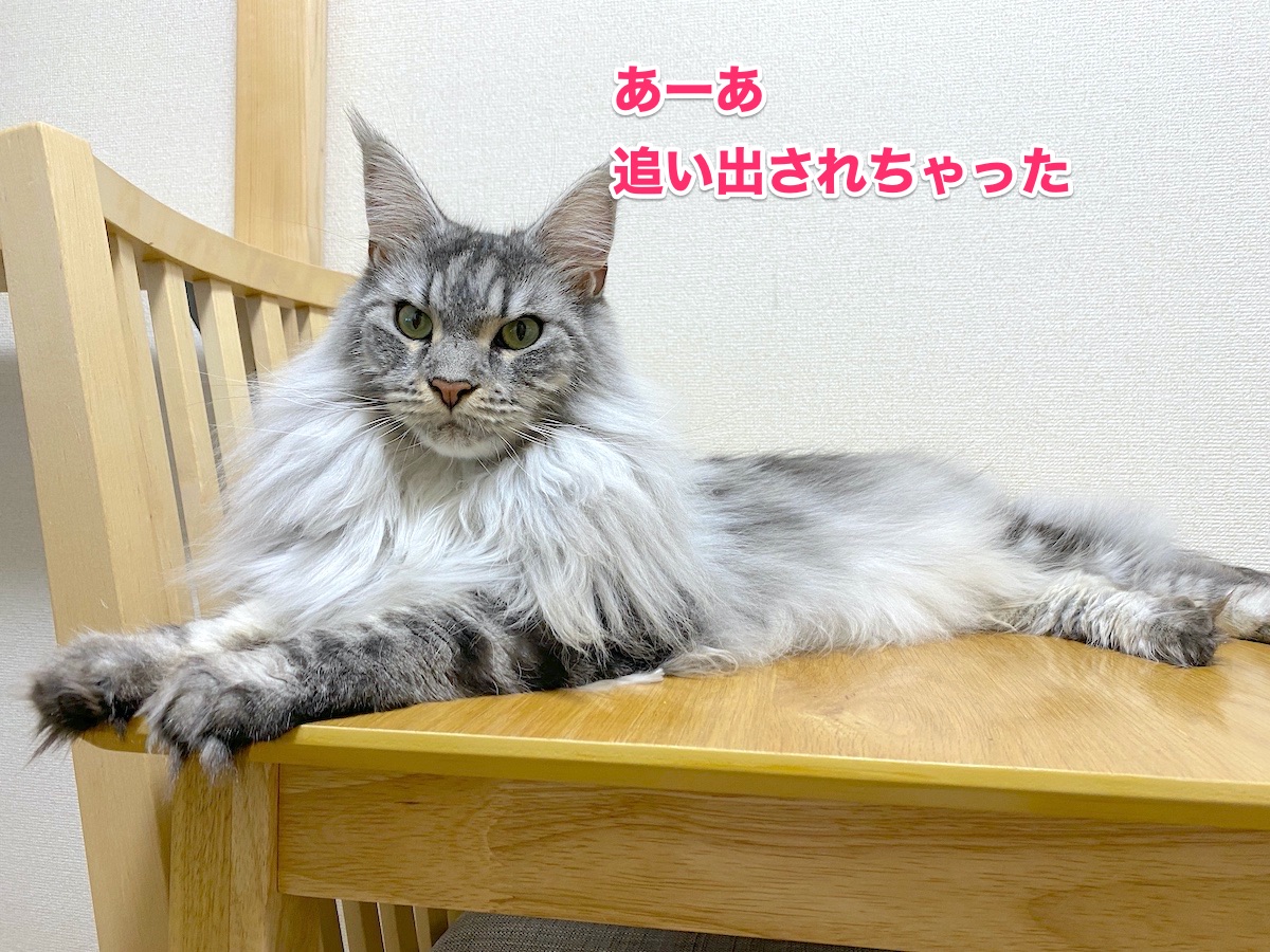 f:id:chikojirou:20200818194921j:plain