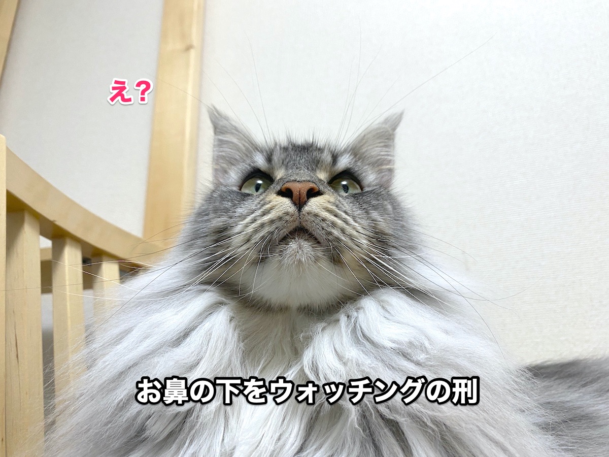 f:id:chikojirou:20200818194927j:plain