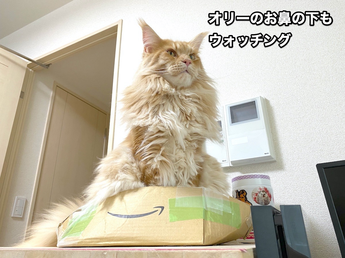 f:id:chikojirou:20200818194941j:plain