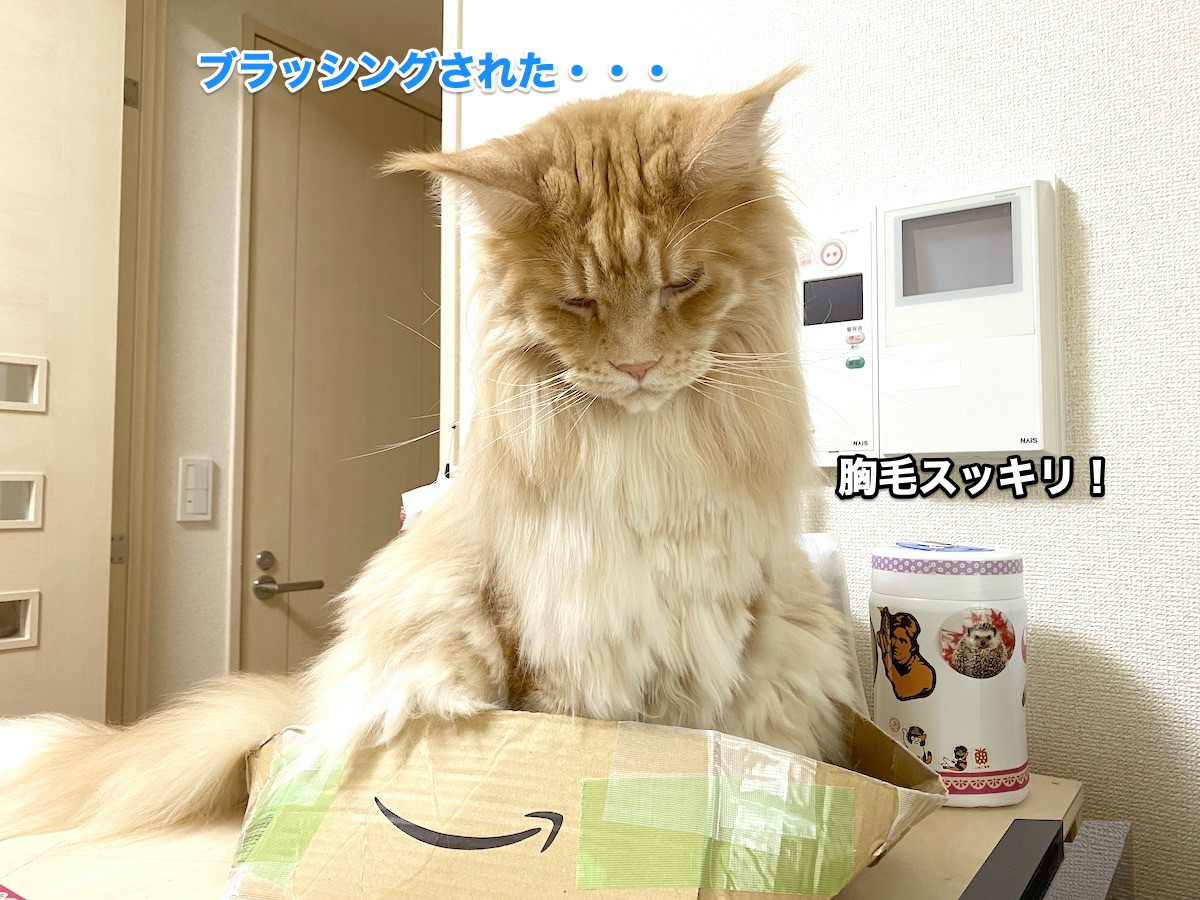 f:id:chikojirou:20200818194949j:plain