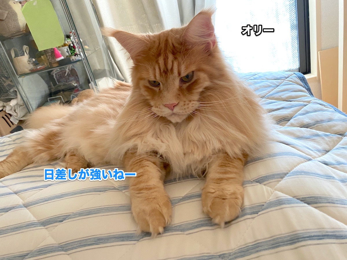 f:id:chikojirou:20200819215938j:plain