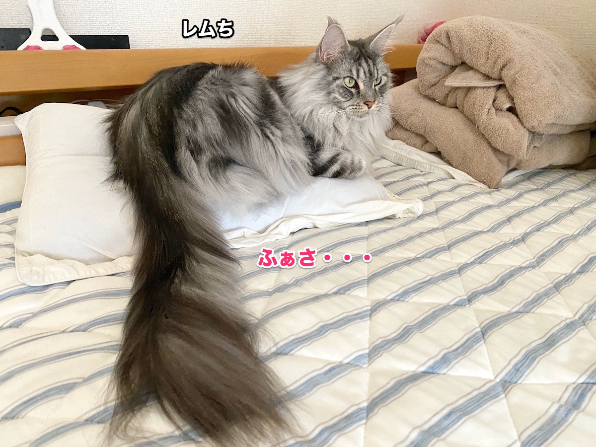 f:id:chikojirou:20200819215944j:plain