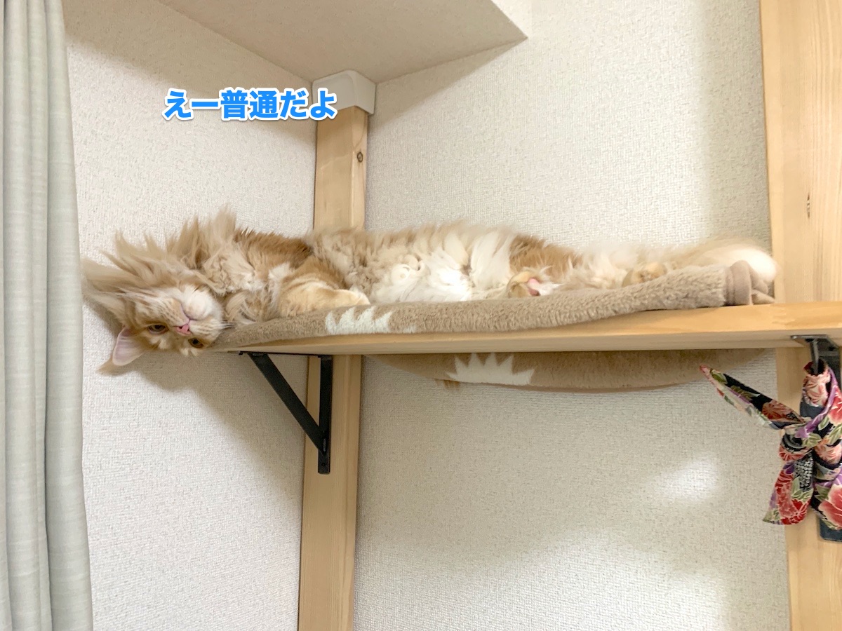 f:id:chikojirou:20200819220054j:plain