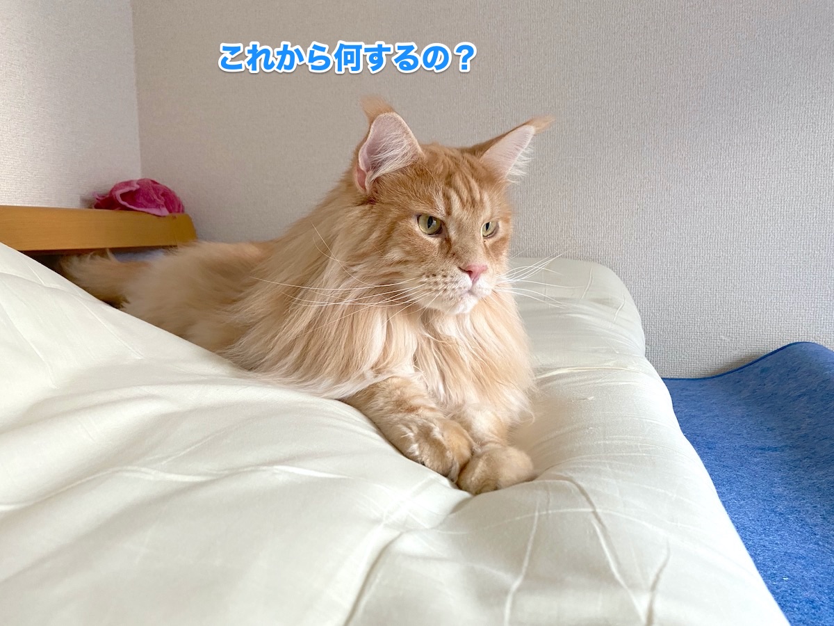 f:id:chikojirou:20200820202533j:plain