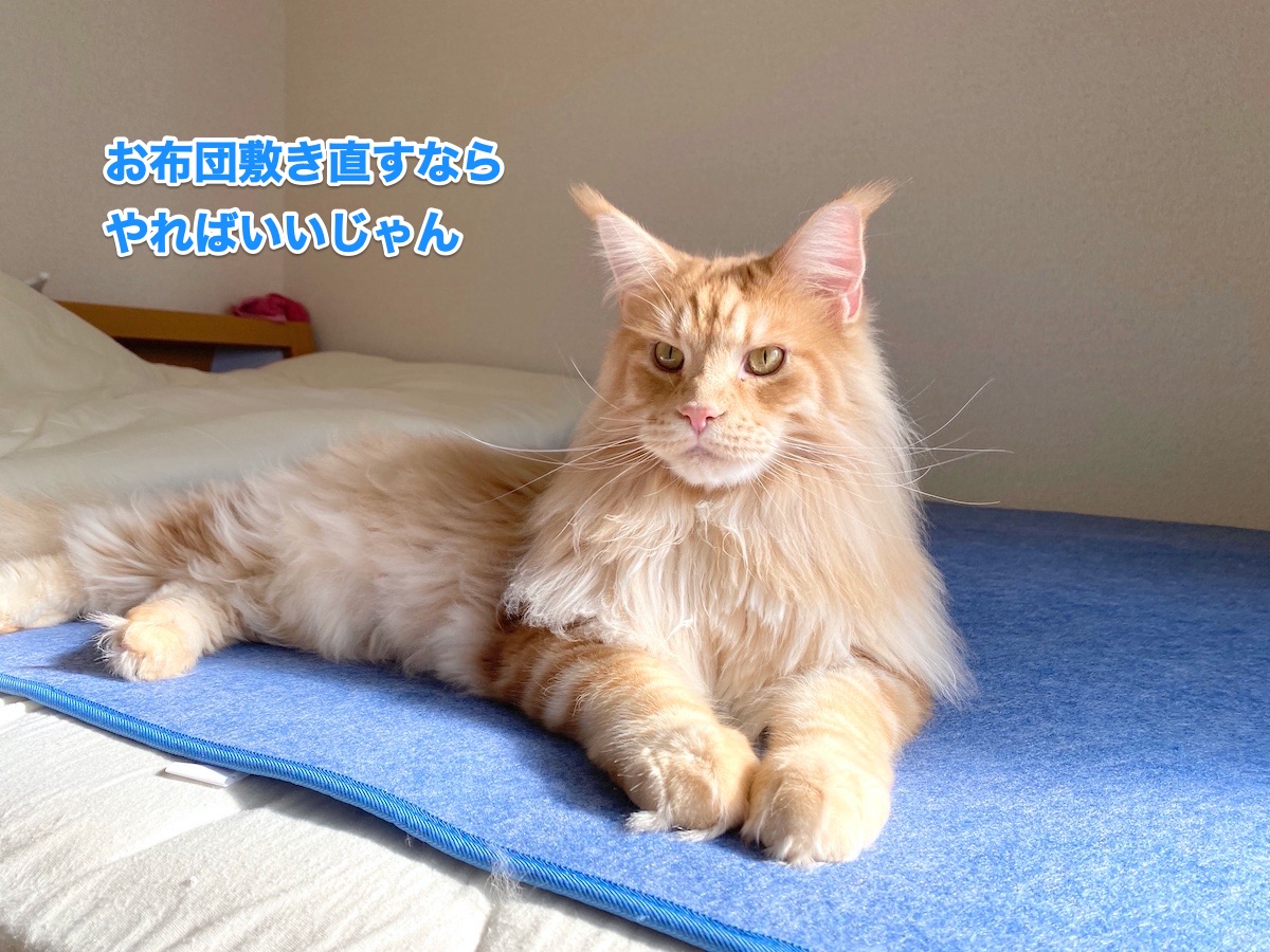 f:id:chikojirou:20200820202537j:plain
