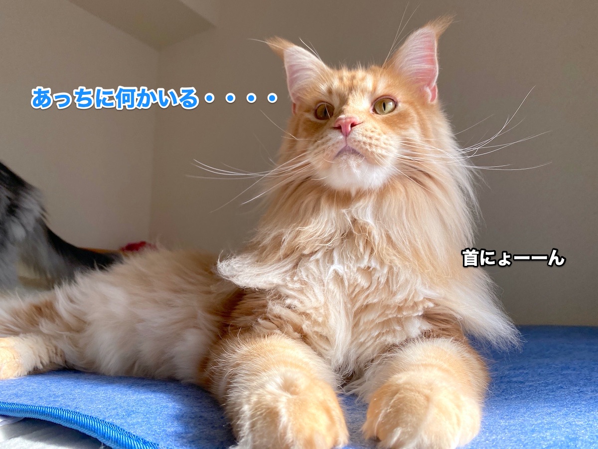 f:id:chikojirou:20200820202543j:plain