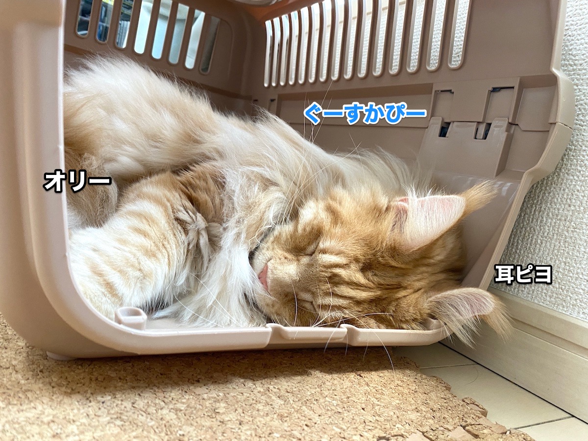 f:id:chikojirou:20200822214657j:plain f:id:chikojirou:20200822214657j:plain