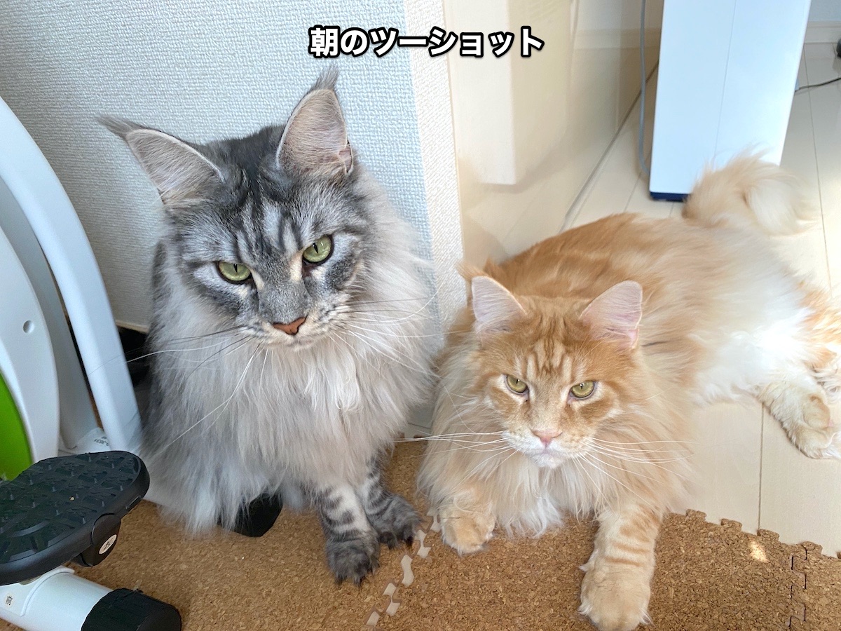 f:id:chikojirou:20200822214701j:plain f:id:chikojirou:20200822214701j:plain