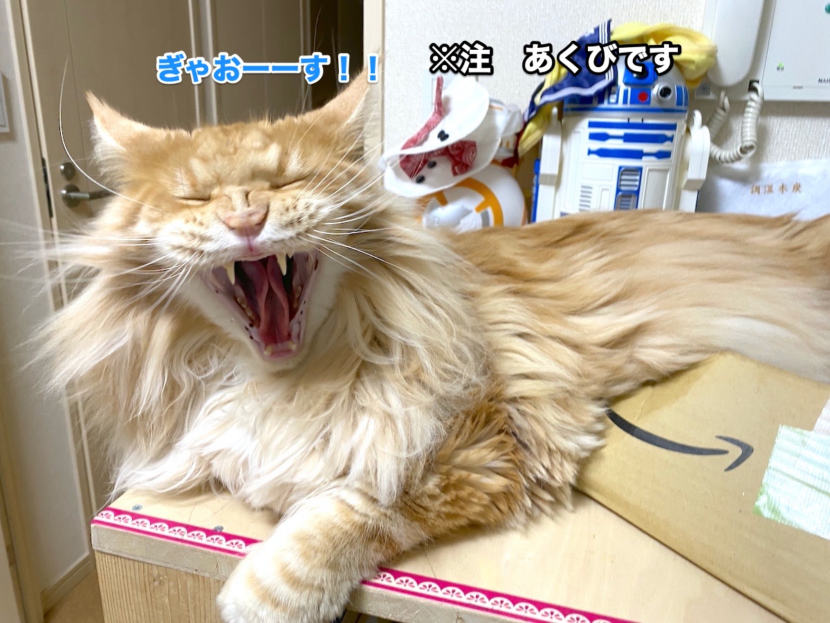 f:id:chikojirou:20200822214712j:plain f:id:chikojirou:20200822214712j:plain