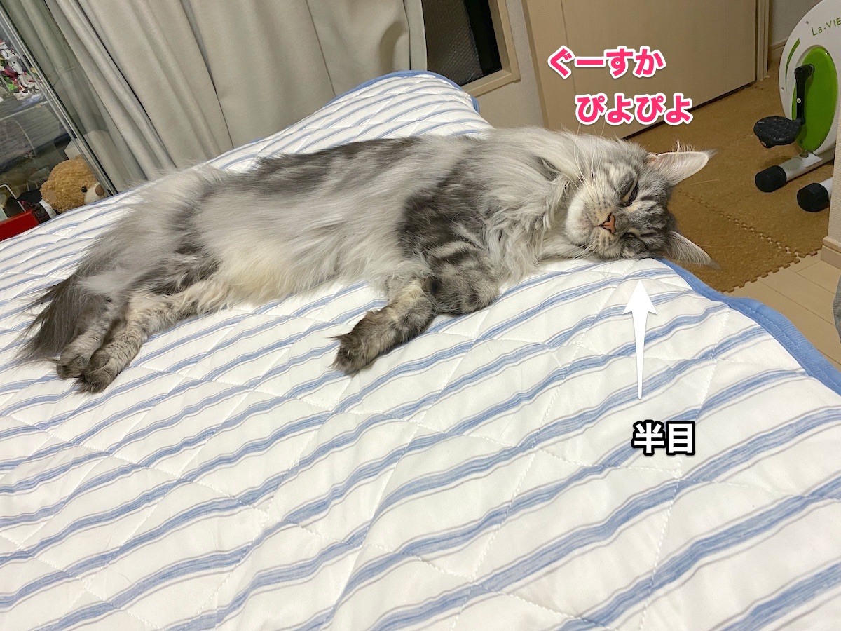 f:id:chikojirou:20200822214718j:plain f:id:chikojirou:20200822214718j:plain