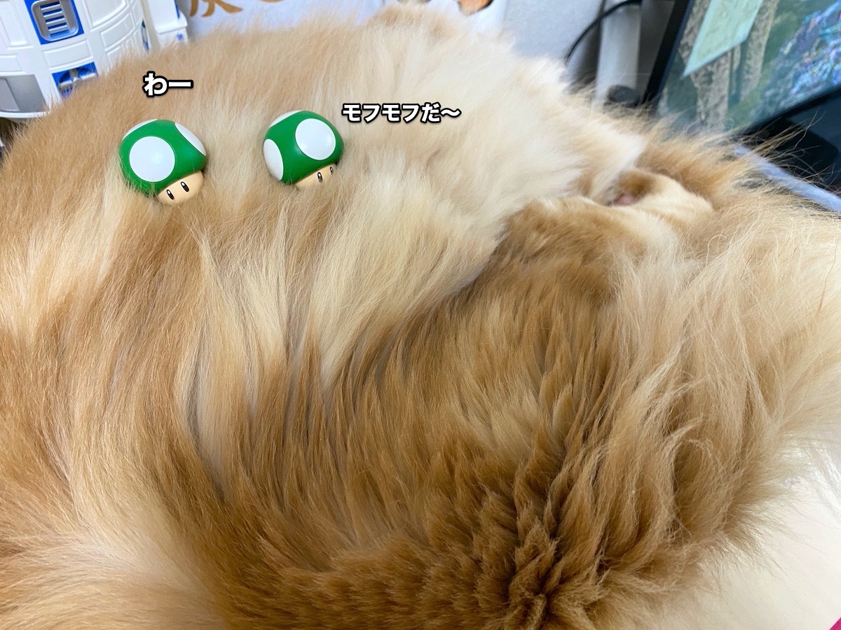 f:id:chikojirou:20200823201036j:plain