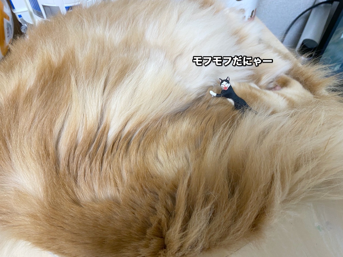 f:id:chikojirou:20200823201040j:plain