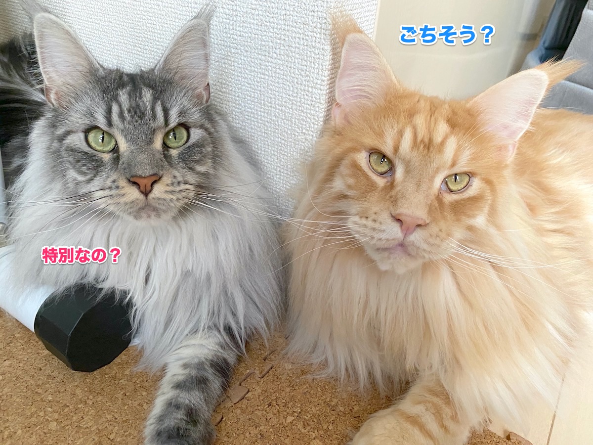 f:id:chikojirou:20200825210159j:plain