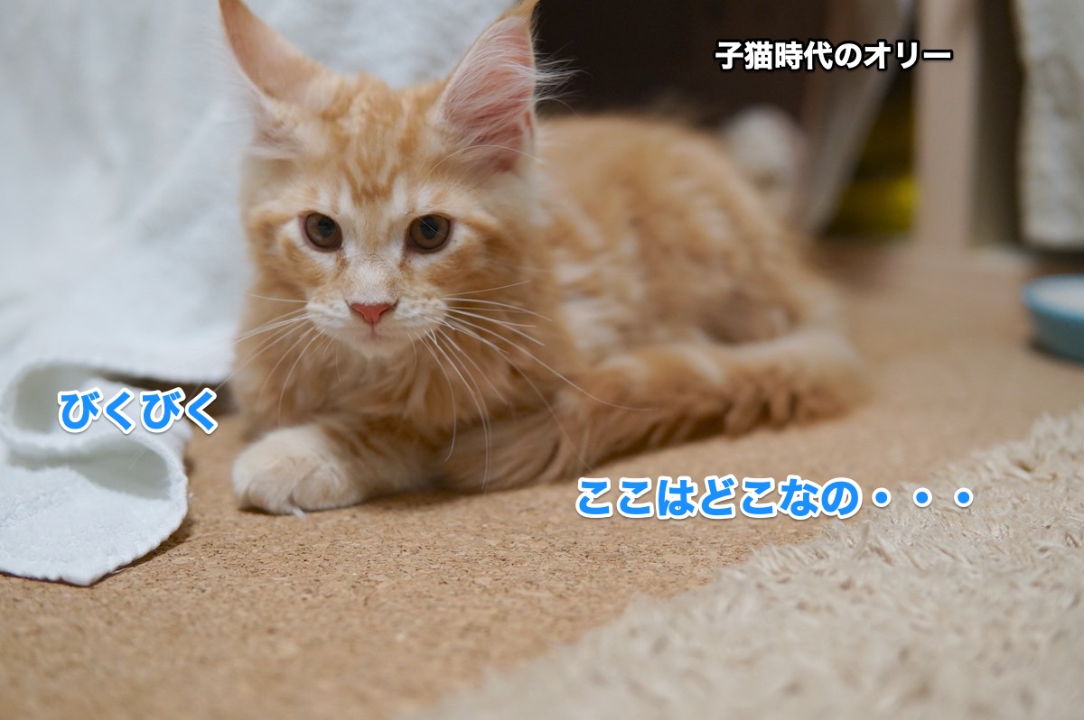 f:id:chikojirou:20200825210209j:plain