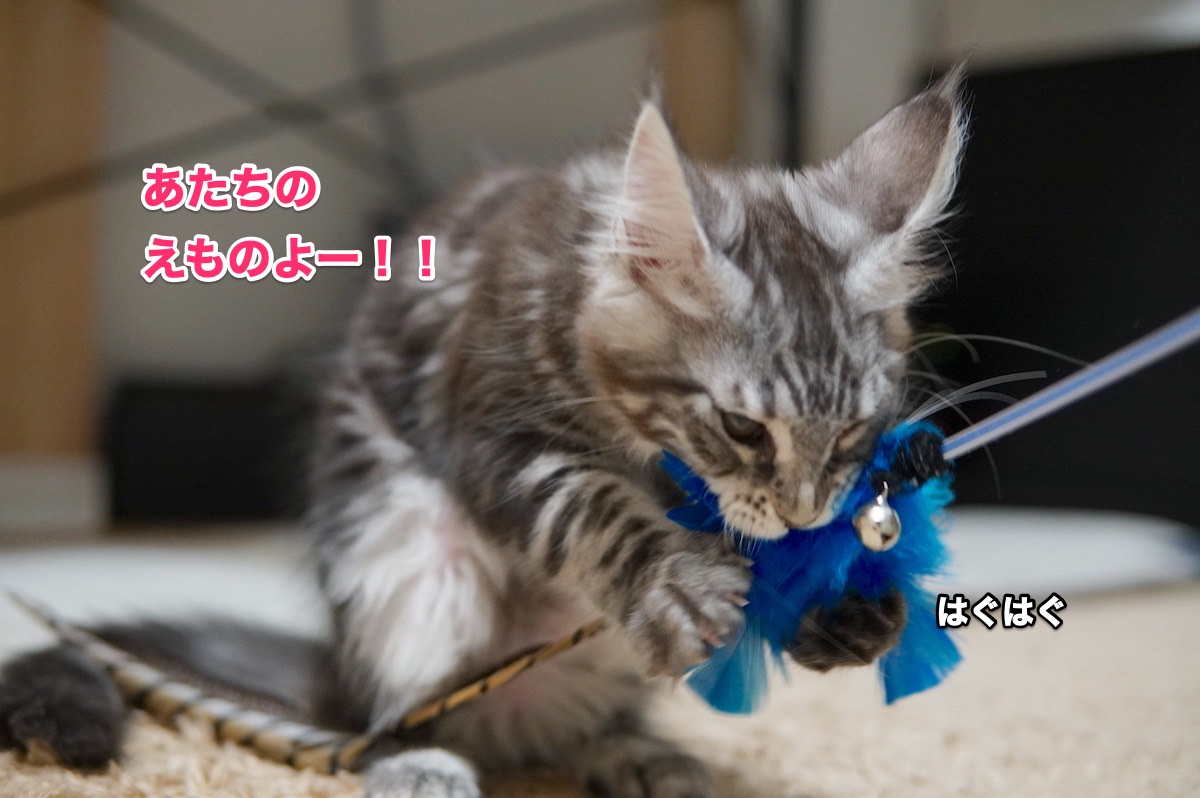 f:id:chikojirou:20200825210213j:plain
