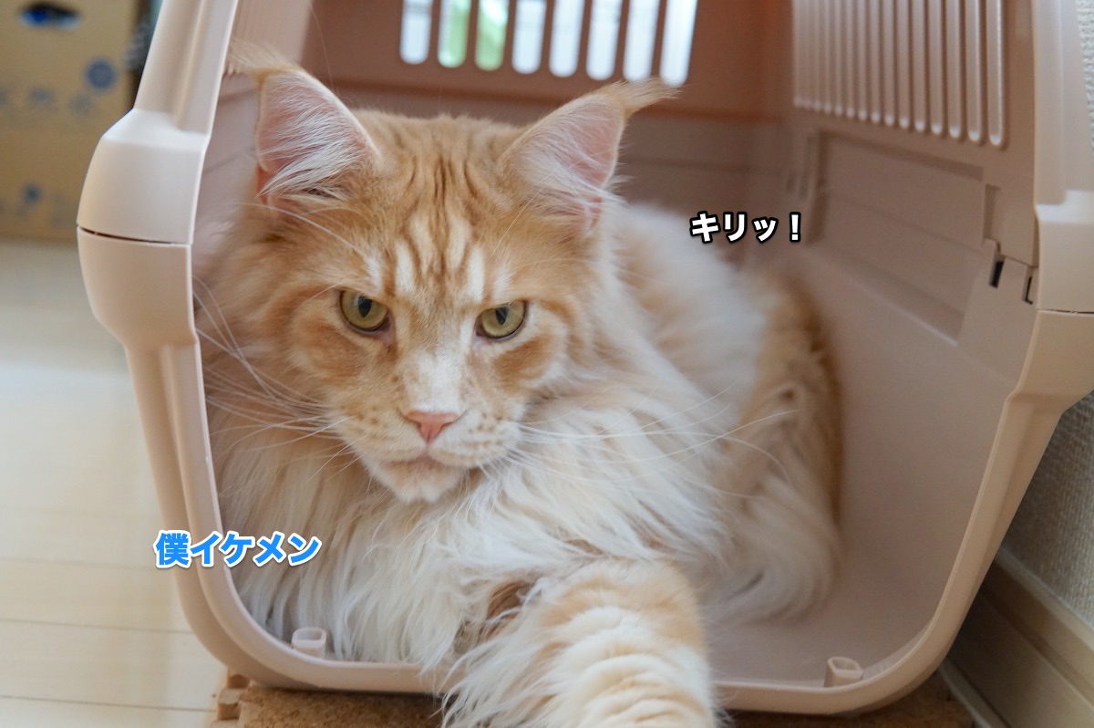 f:id:chikojirou:20200825210225j:plain