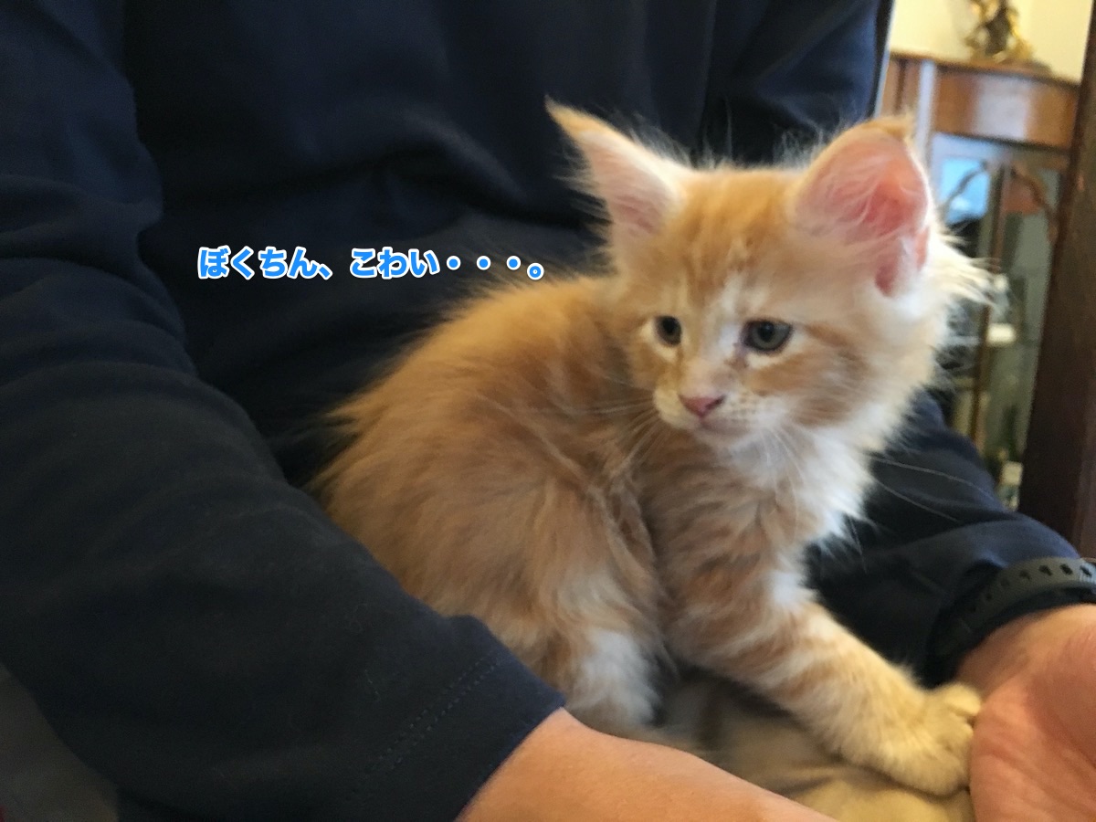 f:id:chikojirou:20200825210231j:plain