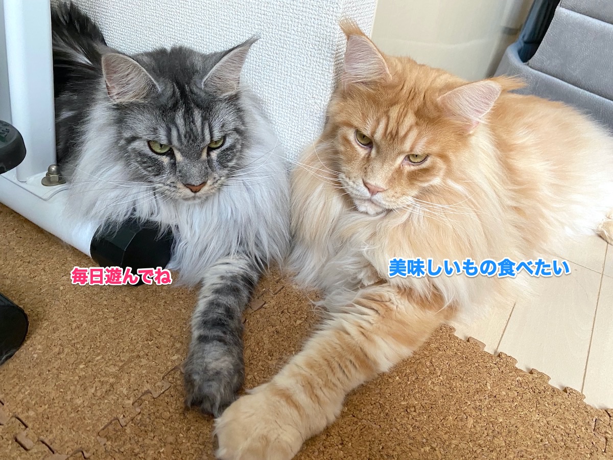 f:id:chikojirou:20200825210239j:plain