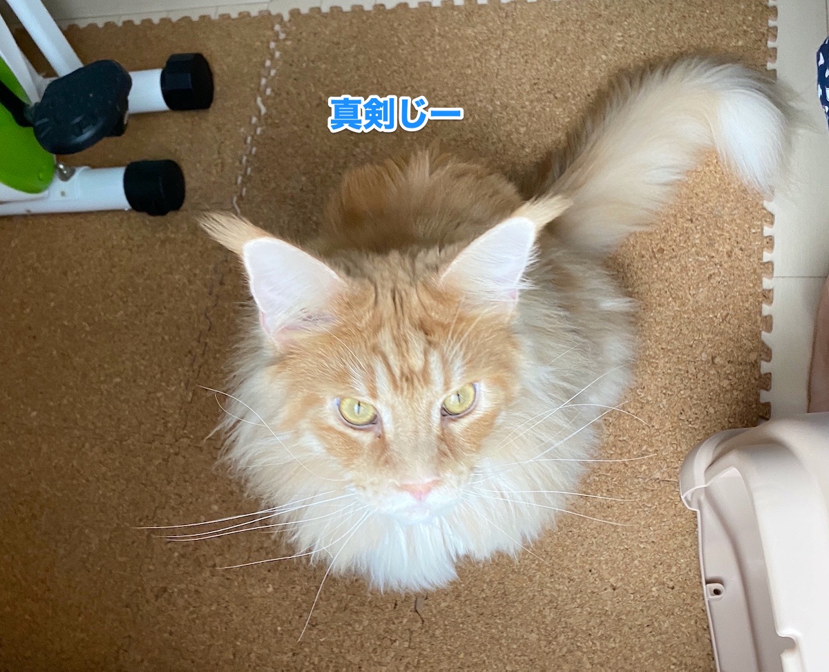 f:id:chikojirou:20200825210247j:plain