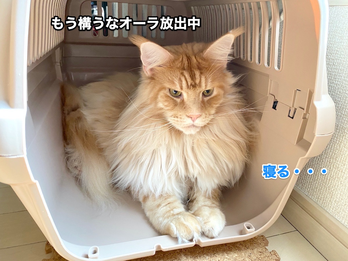 f:id:chikojirou:20200826204059j:plain