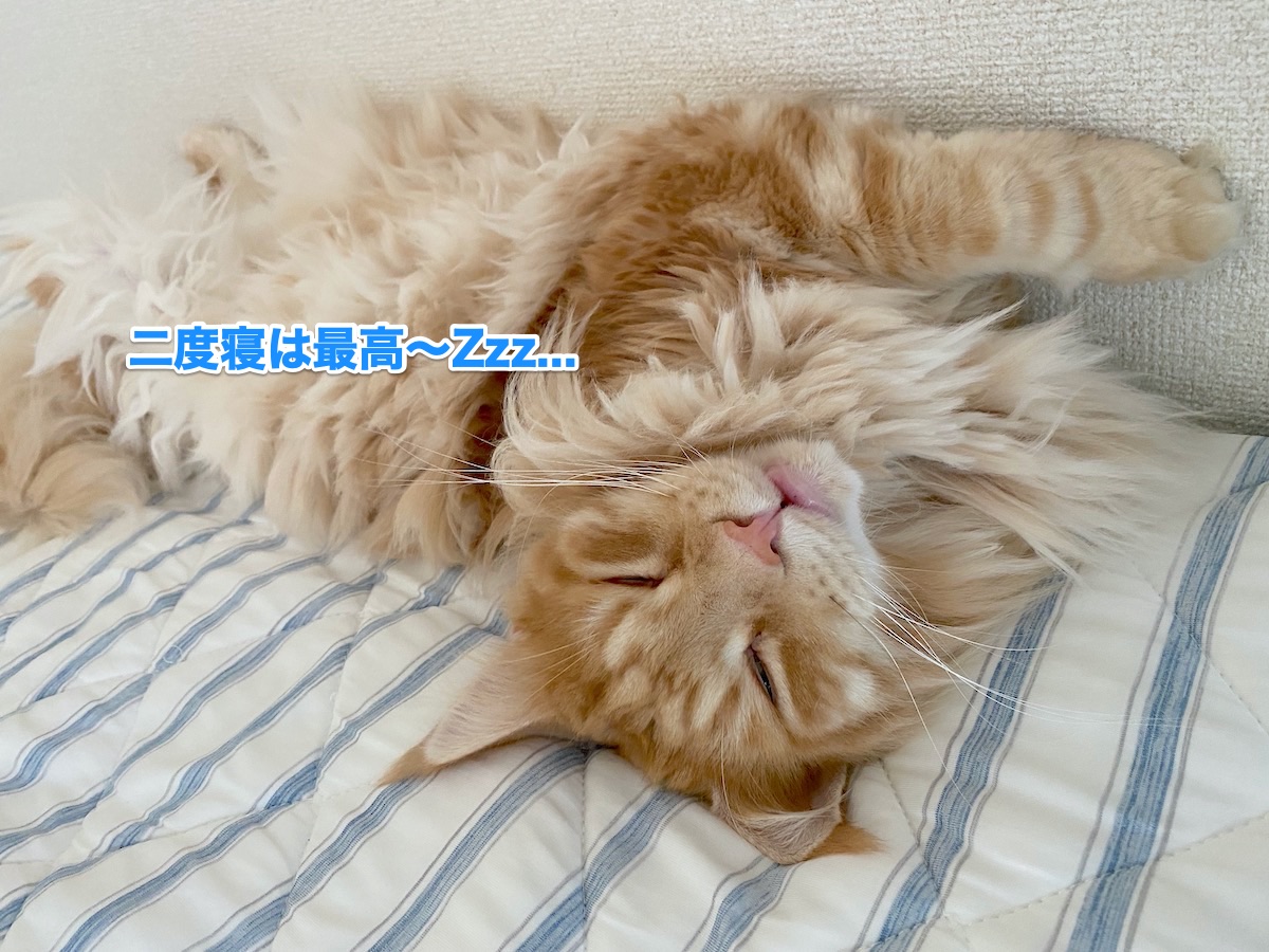 f:id:chikojirou:20200826204111j:plain
