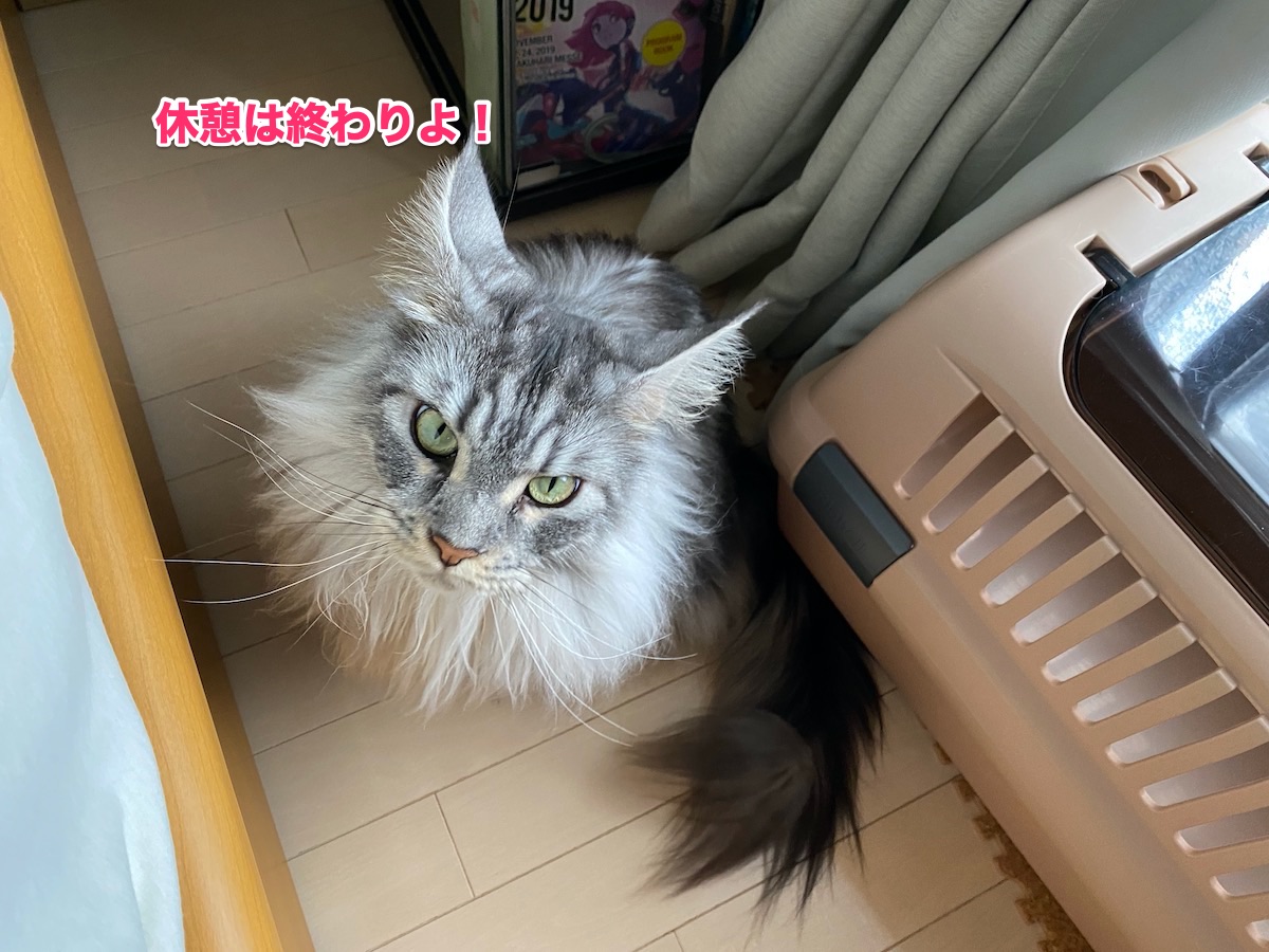 f:id:chikojirou:20200826204114j:plain