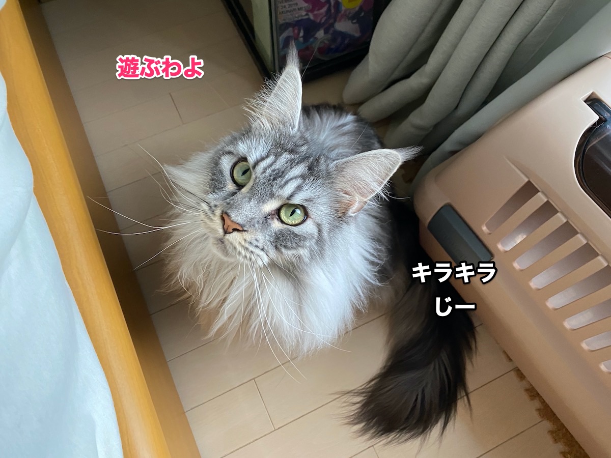f:id:chikojirou:20200826204118j:plain