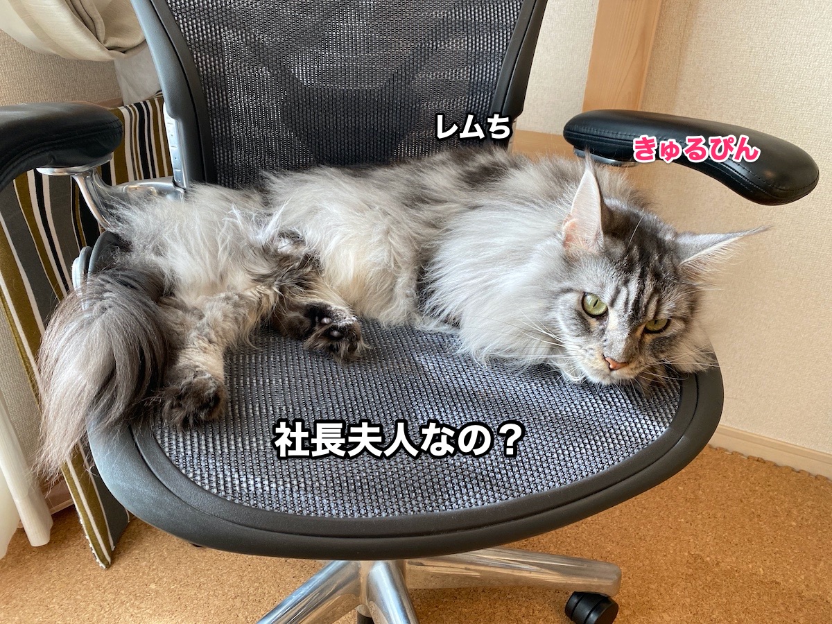 f:id:chikojirou:20200827205632j:plain