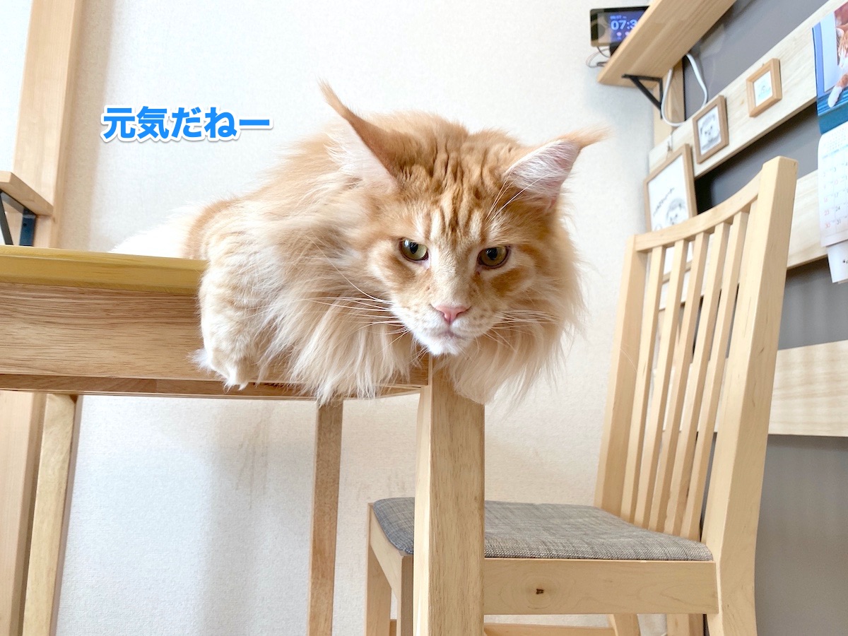 f:id:chikojirou:20200827205651j:plain