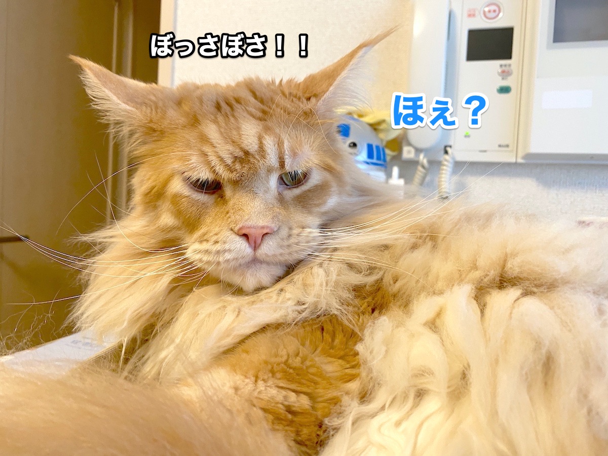 f:id:chikojirou:20200827205655j:plain