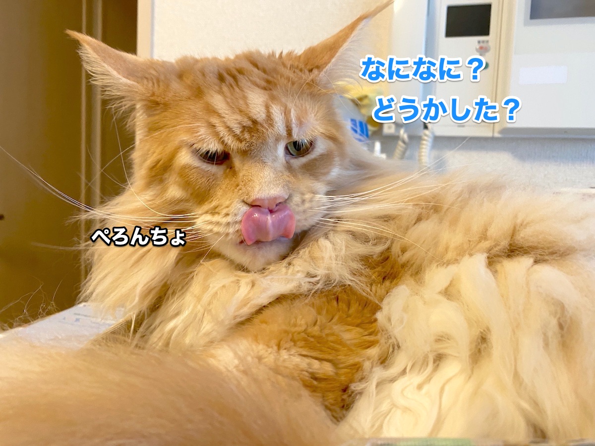 f:id:chikojirou:20200827205658j:plain